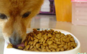 属蛇的和属狗的般配吗 男蛇女狗能过一辈子吗