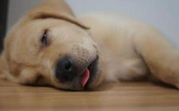 狗女和属羊男婚配好吗？属狗女与属羊男相结合怎么样?