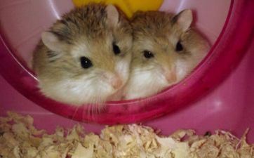 属鼠人2024年四大喜事