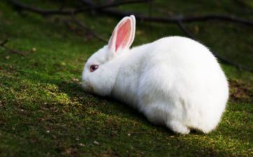 2024年属兔的是哪个月份生最好相关内容 2024年属兔的是哪个月份生最好相关内容