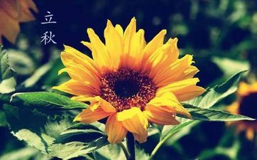 工作上十分强壮的属相女 天然生成能成大事的属相女