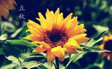 鼠女和猴男婚姻好吗 三合属相共处和谐