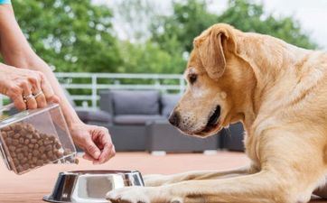 82年属狗最难的几年 82年属狗不顺怎样转运