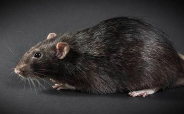 属鼠住什么楼层最好 买房哪个方位比较好 属鼠住什么楼层最好 买房哪个方位比较好