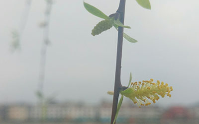 八字起名：2017年4月27日出世的宝宝