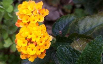 属鼠双子座2018年运势