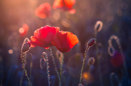 郑博士今日属相运势1.5