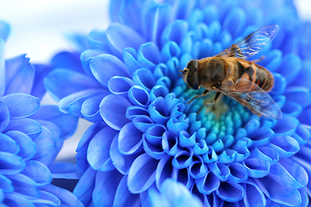 属马的人吉祥方位在哪