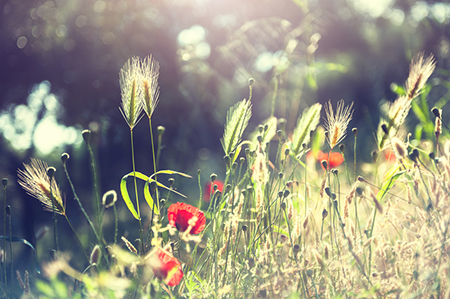 熊神进本周属相运势2020.5.11-5.17