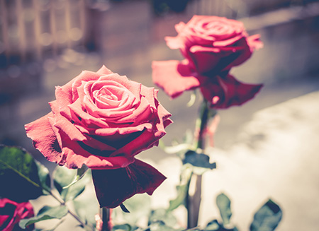 能留得住金钱的容颜