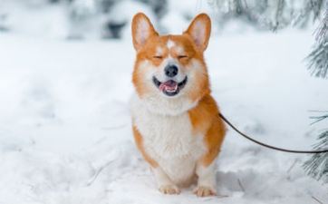 属狗的走运树是什么树