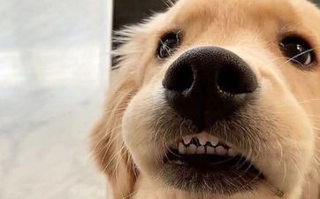 属狗人2025年每月运势运程