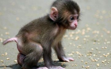 1992年属猴2025年运势及运程每月运程