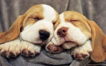 94年属狗人未来十年大运怎么