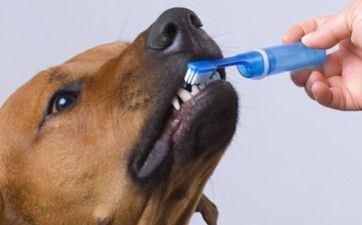 1958年的属狗人晚年子女运势怎么