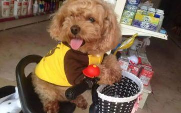 属狗人哪年财气最好 属狗人的财气特色