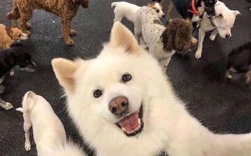 属狗的文昌方位