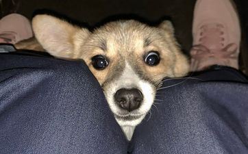 属狗会看动漫看到流泪吗