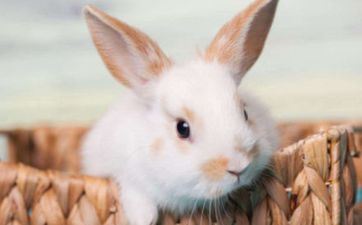 属猪女和属兔男的般配吗，婚姻状况怎么样