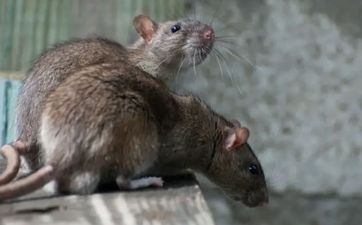 属鸡的人和属鼠的人会不会相克