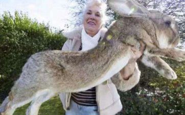 狗和哪个属相最配，属牛属兔属羊