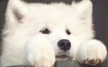 属相狗：属狗人的五行是怎么样的