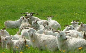 属羊五行属什么，不同五行属羊人的命格