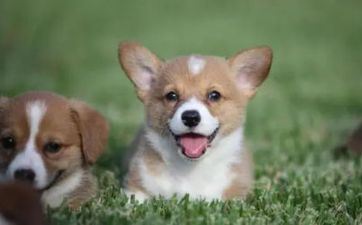 属狗男动情的体现 属狗男动情的体现