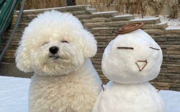 火狗人在几月出世命好