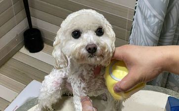 2024年属相狗的全年运势