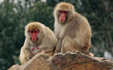 属猴最合适养的犬种 属猴最合适养的犬种