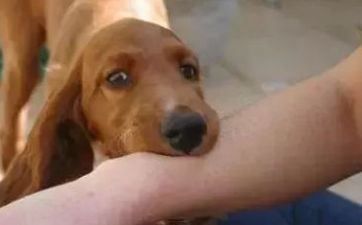 1982年属狗2024年运势 1982年属狗2024年运势