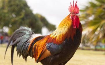 属鸡五行属什么，都有怎样的特质