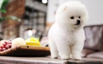 1982属狗10年大运体现 1982属狗10年大运体现