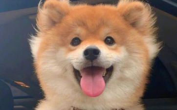 属狗男最佳婚配