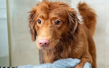 属狗人2024年下半年健康运