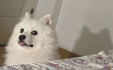 属狗2025年几岁 2006年属狗人2025年运程怎么