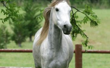 属马能够养猫或养狗吗