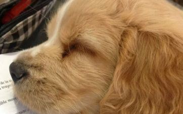 1994年属狗女2024年运势及每月运势