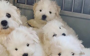 属相狗2025年全年运势