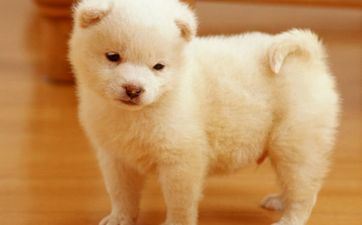 ​属狗人2024年运势大转变具体体现