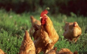 属相鸡在2024年的运势及运程