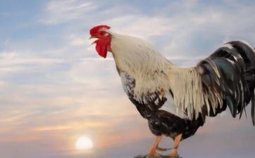 爸爸属鸡宝宝属鼠好吗 鸡生鼠有何影响