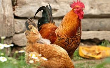 属鸡的2024本年多大 各个年纪属鸡的运势