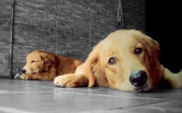 2025属狗相冲的属相是谁 属狗2025年怎么化解太岁