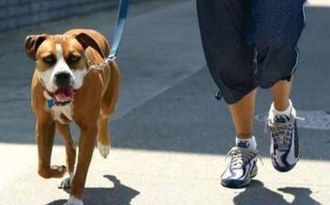 属狗人命运最好出世年份