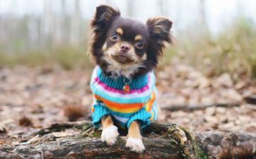 属狗人的软肋是什么 属狗人怎么改进自己的软肋?