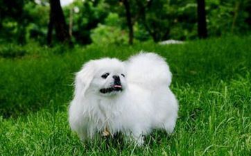 2025年属狗人怎么前进考试运 属狗2025年运程