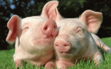 属猪2024年下半年有贵人呈现吗 属猪2024年下半年有贵人呈现吗