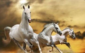 2021年属马佩带黄金好不好